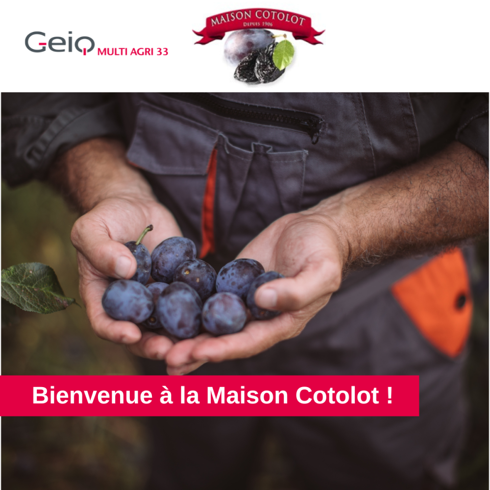 cotolot